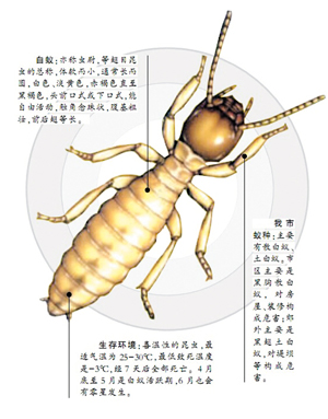 家中白蚁防治的方法