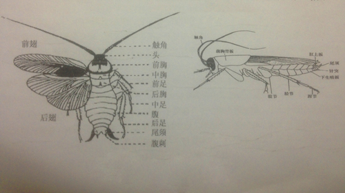 蟑螂的形态特征