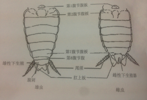 蟑螂的形态特征