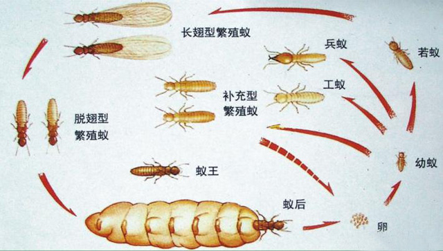 白蚁的样子