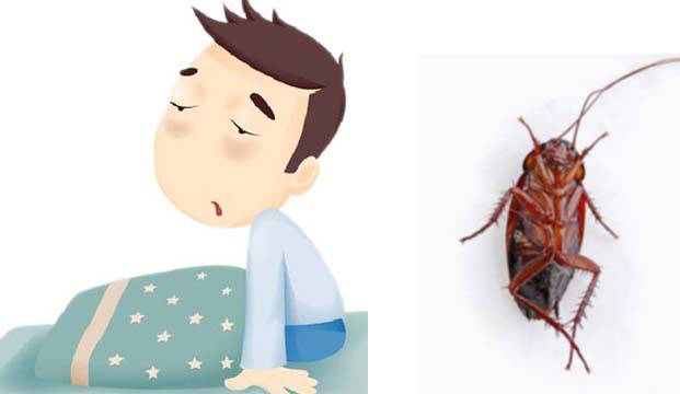 过敏性哮喘：也许蟑螂是过敏源|灭蟑|杀虫|消毒|广州灭蟑