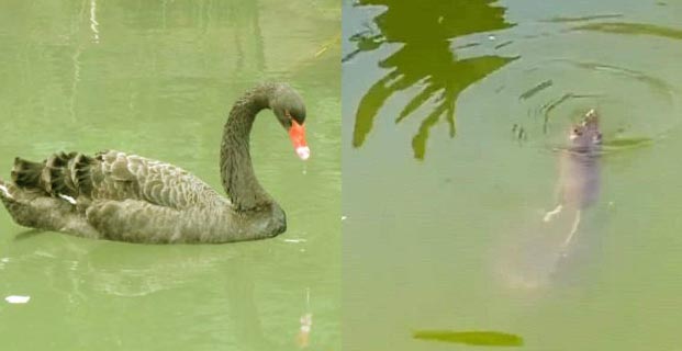 公园老鼠潜水抢食|灭鼠|康雅杀虫灭鼠