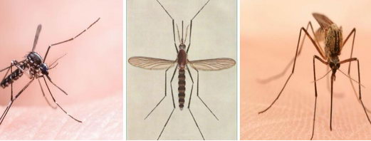 蚊子基因突变杀虫剂无效|杀虫|康雅杀虫|灭蚊
